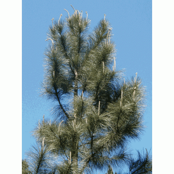  Pinus Elliottii 